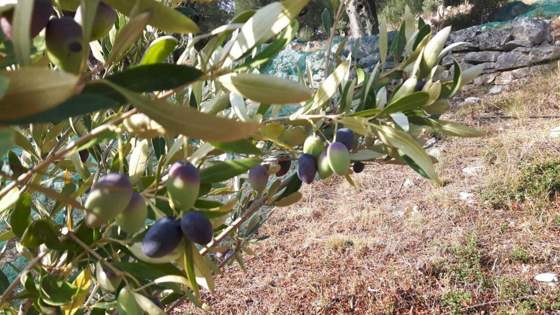 The Olive Grove House Villa Kassiopi Eksteriør billede